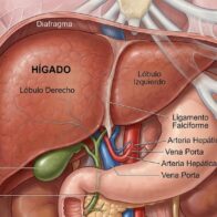 Qué comer para tener un hígado sano y evitar enfermedades hepáticas