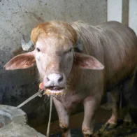 El búfalo albino apodado "Donald Trump" es trasladado a zoológico en Bangladés para evitar su sacrificio