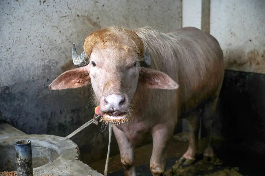 El búfalo albino apodado "Donald Trump" es trasladado a zoológico en Bangladés para evitar su sacrificio