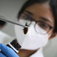 Detectan enfermedad de Chagas en el 4.4% de las embarazadas en la zona occidental de El Salvador