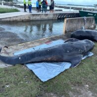 Denuncian consumo de dos ballenas kogia halladas muertas en playa de Azua