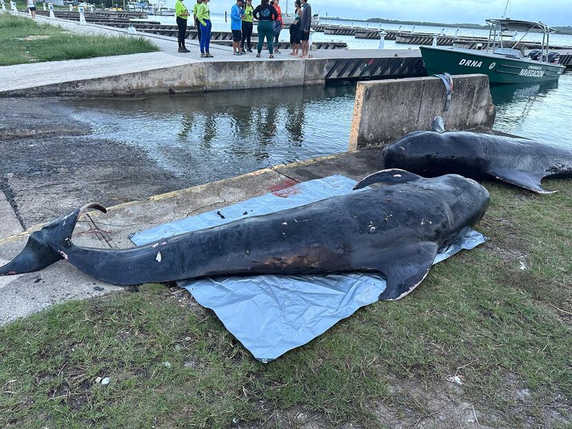 Denuncian consumo de dos ballenas kogia halladas muertas en playa de Azua