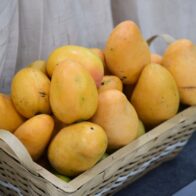 Expo Mango 2026 impulsará la innovación, la inocuidad y la comercialización del mango dominicano