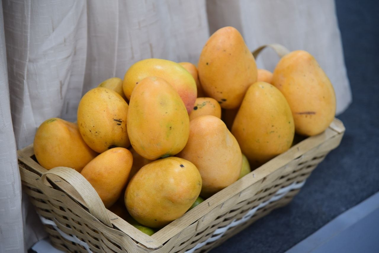 Expo Mango 2026 impulsará la innovación, la inocuidad y la comercialización del mango dominicano