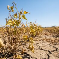El Salvador enfrenta riesgos crecientes de inseguridad alimentaria por condiciones climáticas adversas y encarecimiento de insumos