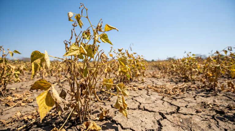 El Salvador enfrenta riesgos crecientes de inseguridad alimentaria por condiciones climáticas adversas y encarecimiento de insumos