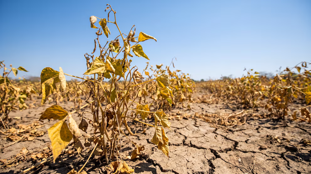 El Salvador enfrenta riesgos crecientes de inseguridad alimentaria por condiciones climáticas adversas y encarecimiento de insumos