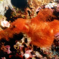 Descubren una nueva especie que parece un alga, pero es un pez fantasma