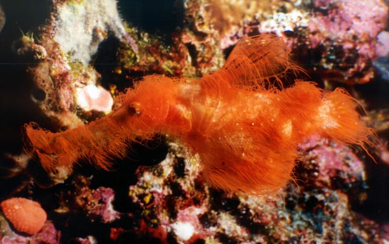 Descubren una nueva especie que parece un alga, pero es un pez fantasma