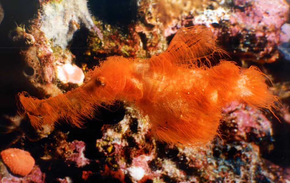 Descubren una nueva especie que parece un alga, pero es un pez fantasma