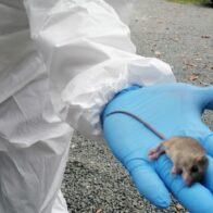 Confirman en Panamá la primera muerte por hantavirus