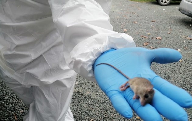 Confirman en Panamá la primera muerte por hantavirus