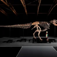 Tyrannosaurus rex será subastado por hasta 30 millones de dólares