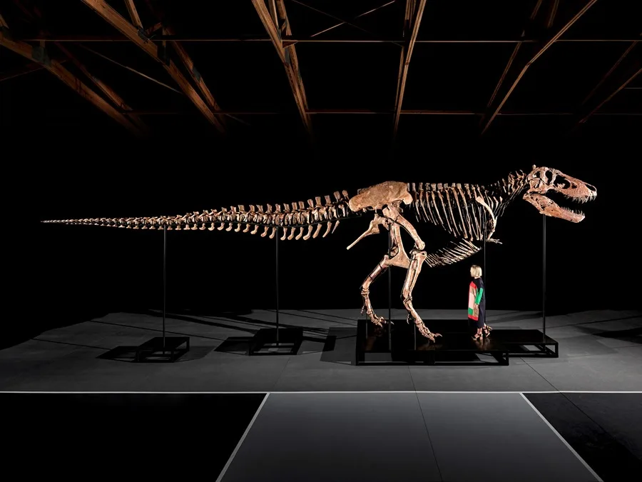 Tyrannosaurus rex será subastado por hasta 30 millones de dólares