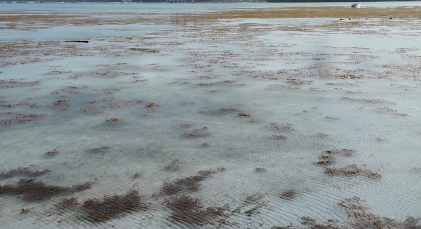 Pese al sargazo, bañistas continúan visitando la playa de Boca Chica