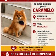 Buscan a “Caramelo”, un perro pomerania desaparecido en Arroyo Hondo III