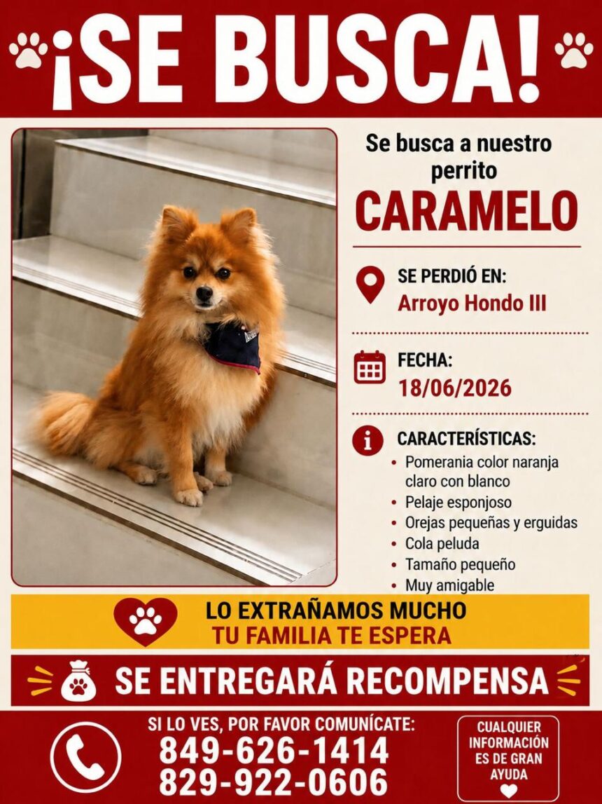 Buscan a “Caramelo”, un perro pomerania desaparecido en Arroyo Hondo III