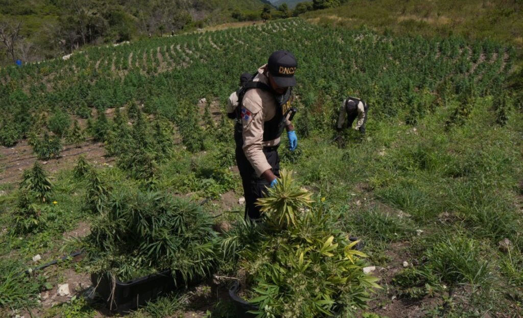 DNCD eleva a 3,533 las plantas de marihuana decomisadas en San José de Ocoa