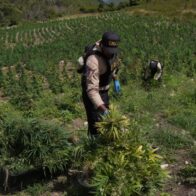 DNCD eleva a 3,533 las plantas de marihuana decomisadas en San José de Ocoa