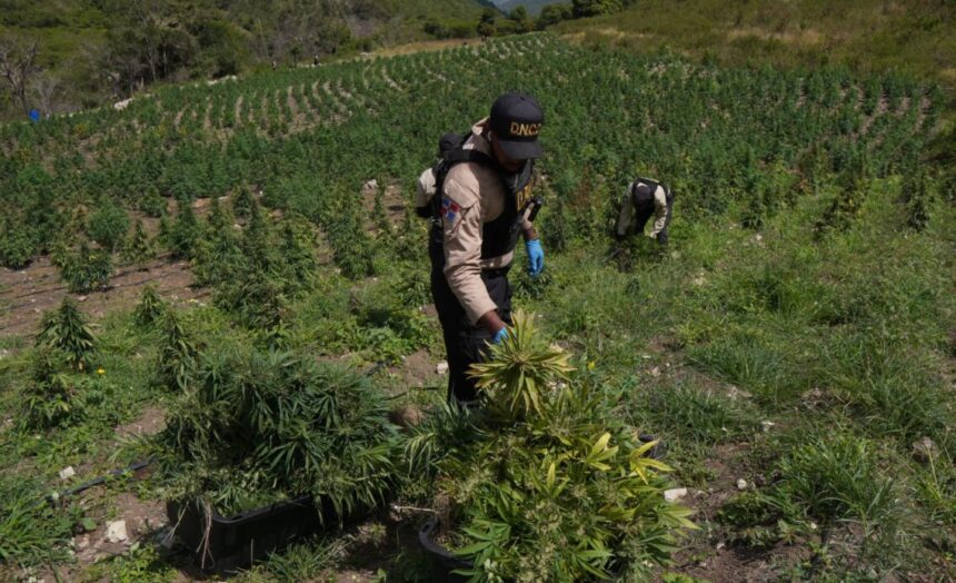 DNCD eleva a 3,533 las plantas de marihuana decomisadas en San José de Ocoa