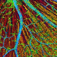 La primera terapia genética para rejuvenecer células humanas inicia pruebas en pacientes con glaucoma