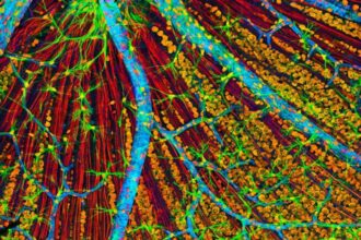 La primera terapia genética para rejuvenecer células humanas inicia pruebas en pacientes con glaucoma
