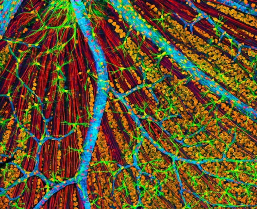 La primera terapia genética para rejuvenecer células humanas inicia pruebas en pacientes con glaucoma
