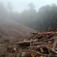 Se reporta tala masiva de árboles en la autopista 6 de Noviembre cerca del peaje