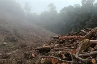 Se reporta tala masiva de árboles en la autopista 6 de Noviembre cerca del peaje