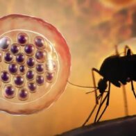 Aclaran un misterio de décadas sobre cómo los parásitos de la malaria invaden las células