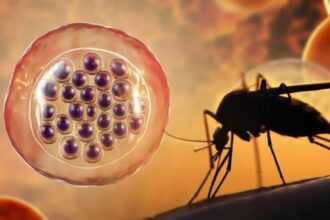 Aclaran un misterio de décadas sobre cómo los parásitos de la malaria invaden las células