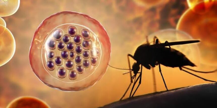 Aclaran un misterio de décadas sobre cómo los parásitos de la malaria invaden las células