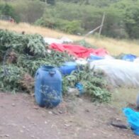 Autoridades desarticulan supuesto laboratorio clandestino y ocupan plantación de presunta marihuana en El Pinar, Ocoa