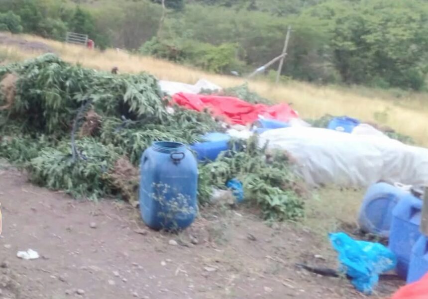 Autoridades desarticulan supuesto laboratorio clandestino y ocupan plantación de presunta marihuana en El Pinar, Ocoa