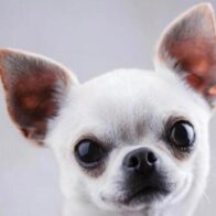 "Que se lleve to' y me deje mi perro" Hombre denuncia disputa con expareja por custodia de perro chihuahua