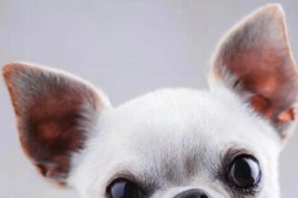 "Que se lleve to' y me deje mi perro" Hombre denuncia disputa con expareja por custodia de perro chihuahua