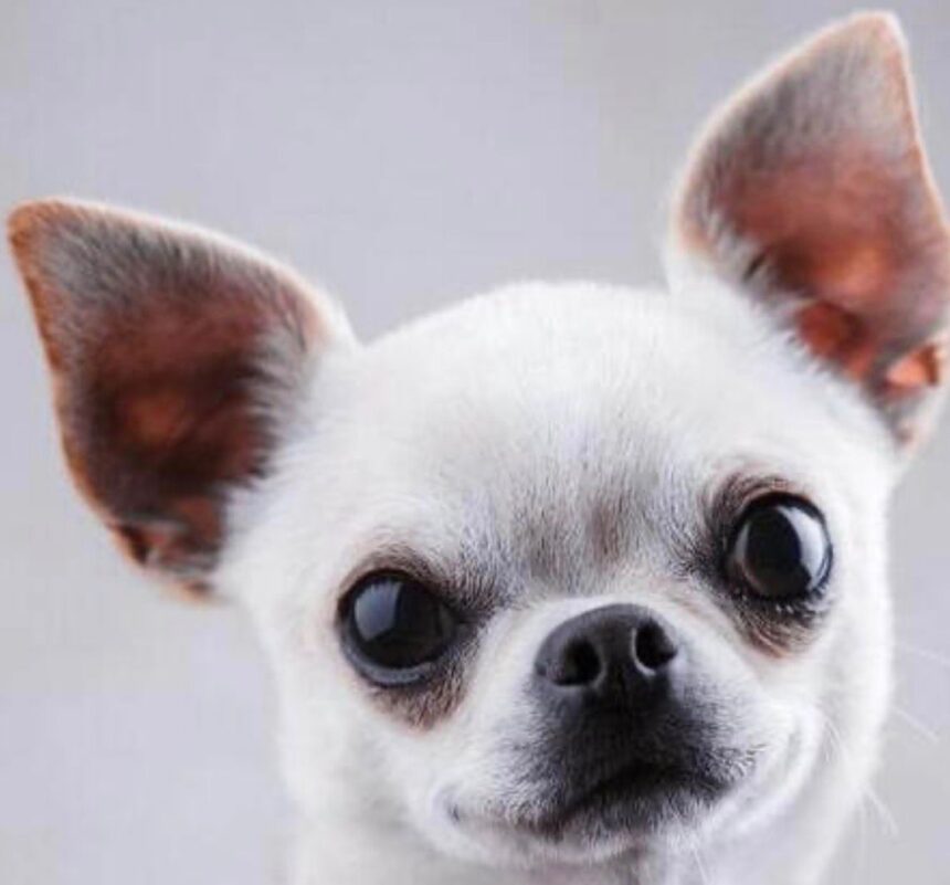 "Que se lleve to' y me deje mi perro" Hombre denuncia disputa con expareja por custodia de perro chihuahua