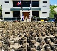 Sembradío de más de 15,000 plantas de marihuana en Ocoa tiene un peso de 13,893 libras