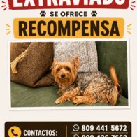 Piden ayuda para encontrar a “Popi”, perrito extraviado en Santo Domingo Oeste