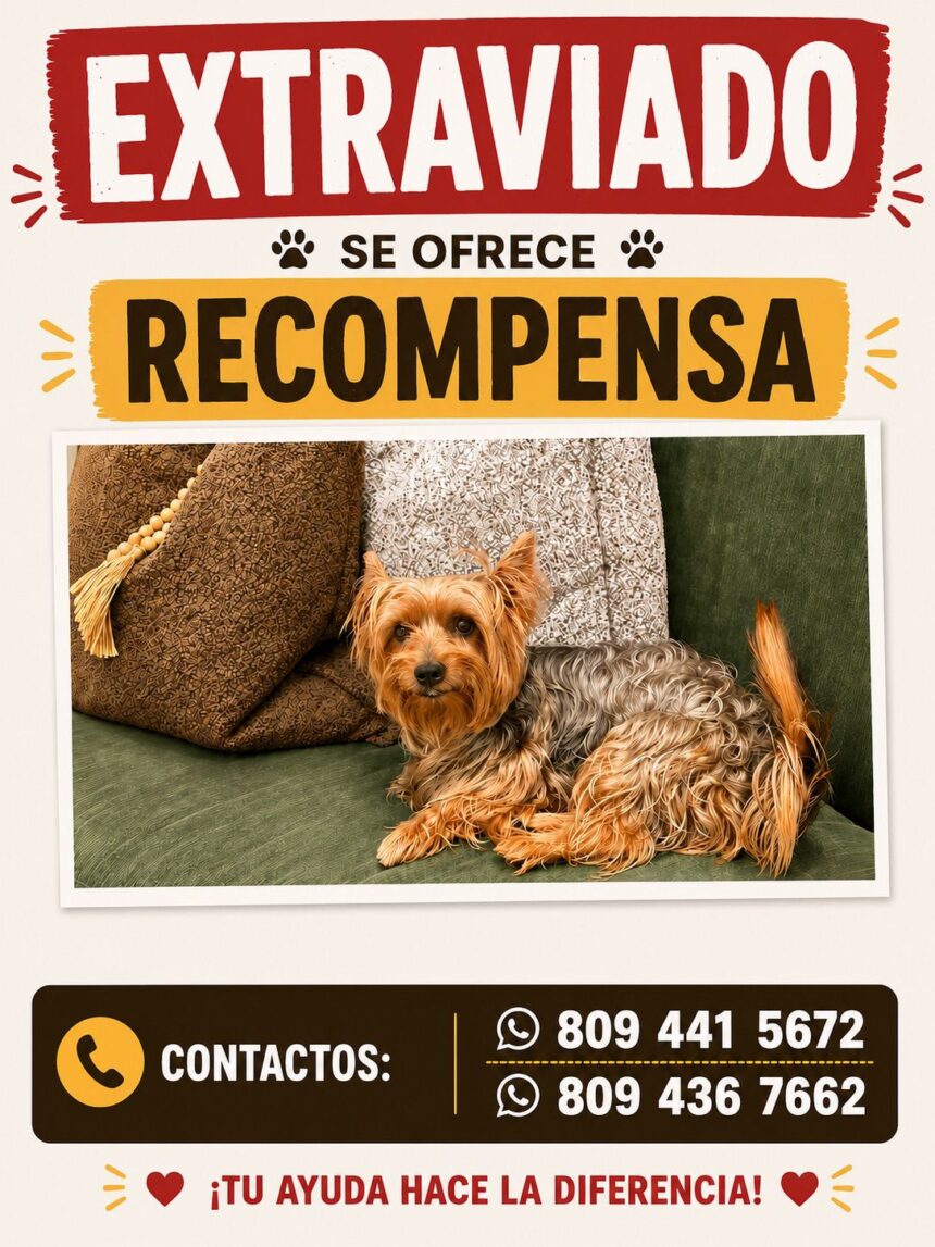 Piden ayuda para encontrar a “Popi”, perrito extraviado en Santo Domingo Oeste