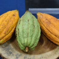 Cacao.