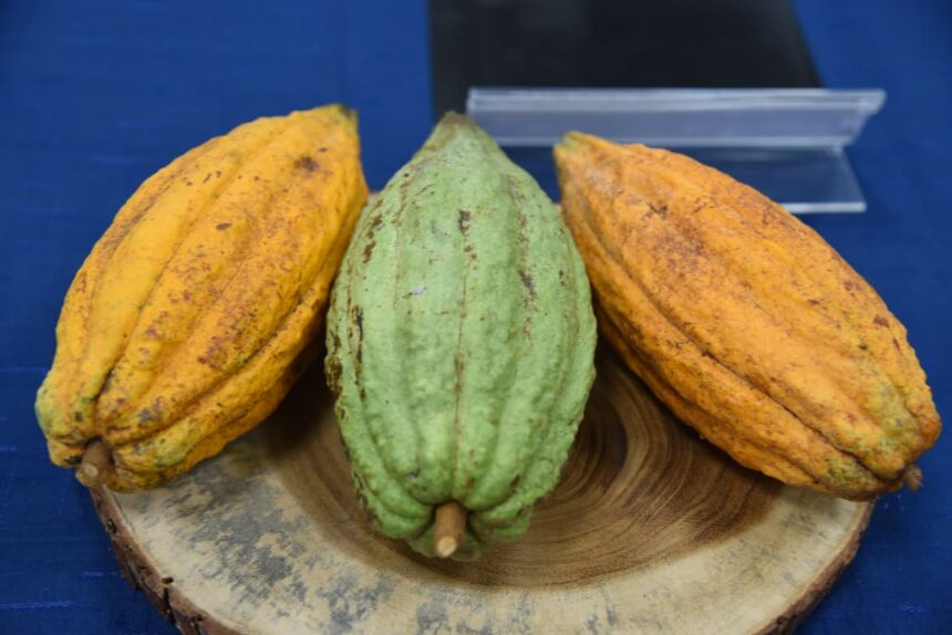 Cacao.