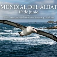 Día Mundial del Albatros o Alcatraz (19 de junio)