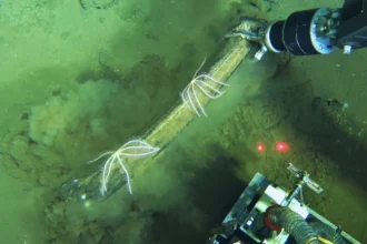 Un antiguo cementerio de ballenas en el Océano Índico rebosa de vida