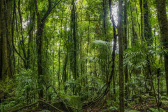 Día Internacional de la Preservación de los Bosques Tropicales