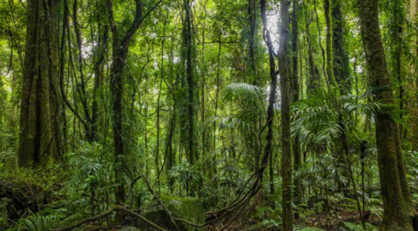 Día Internacional de la Preservación de los Bosques Tropicales