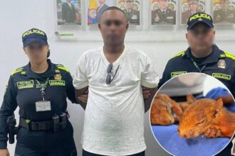 Hombre intentó viajar a República Dominicana con dos ardillas ocultas en sus genitales; una murió tras el rescate