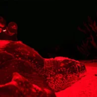 RD inicia plan pionero para rastrear a las tortugas marinas