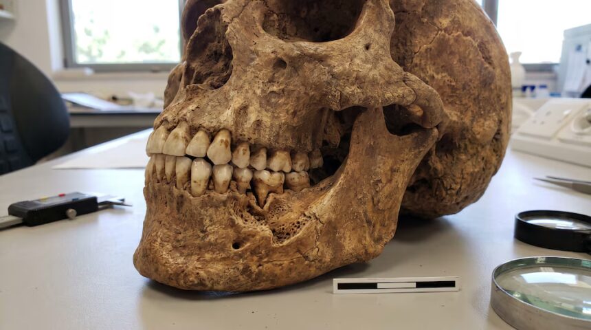 Identifican en Israel la herida por violencia más antigua conocida en una mandíbula de 90.000 años