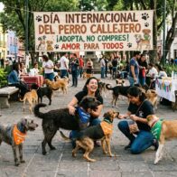 Día Mundial del Perro Callejero: una fecha para promover la protección y adopción responsable